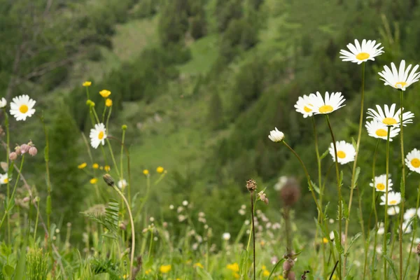 田野里白色雏菊的选择性聚焦镜头 — 图库照片