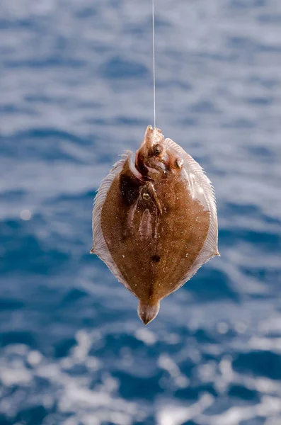 Ganzer Einziger Frischer Seezungenfisch Der Nähe Des Ozeans — Stockfoto
