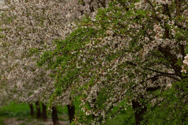 Een Close Shot Van Boom Takken Vol Van Voorjaar Bloemen — Stockfoto