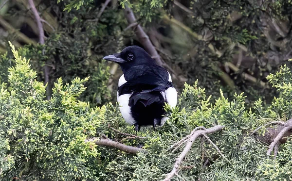 Primer Plano Pájaro Urraca Euroasiático Posado Una Rama — Foto de Stock