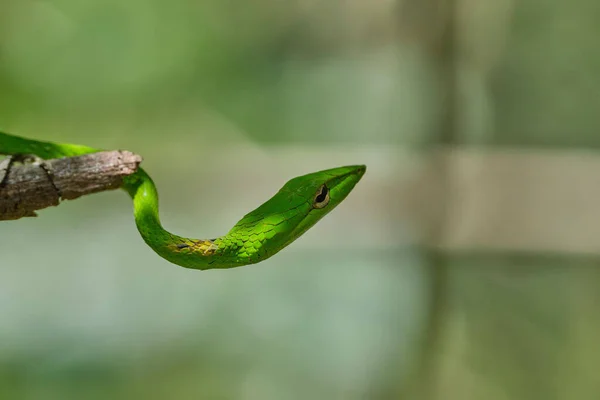 Primo Piano Una Testa Serpente Verde Ramo Albero — Foto Stock