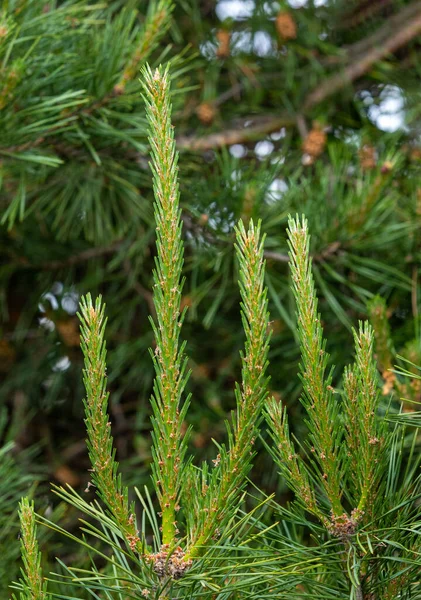 Close Young Pine Buds Natural Spring — Stock Photo, Image