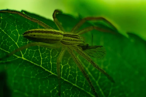 Yeni Avlanmış Dikdörtgen Bir Örümceğin Yakın Çekimi — Stok fotoğraf