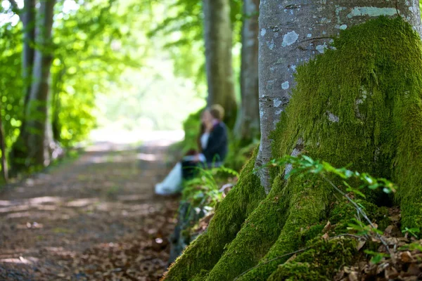 Eine Flache Fokusaufnahme Von Frischvermählten Wald Mit Einem Bemoosten Baum — Stockfoto