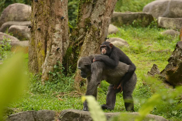 Een Close Shot Van Mooie Chimpansees Het Bos — Stockfoto