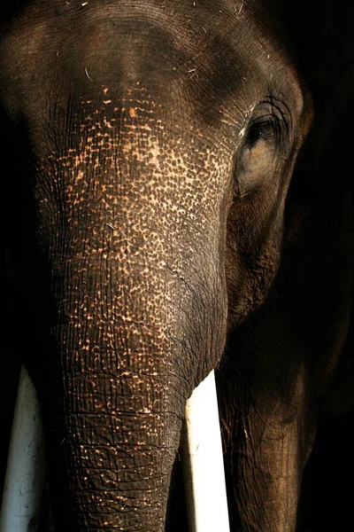 カメラを見るインドの象の縦の肖像画 — ストック写真
