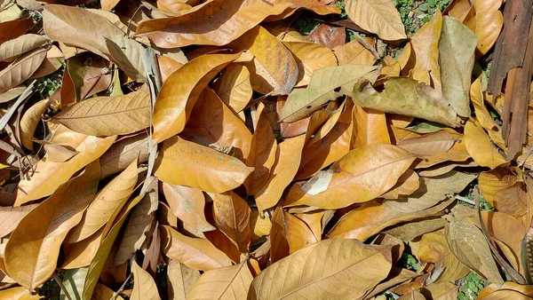 Gros Plan Des Feuilles Sèches Automne Sur Sol — Photo