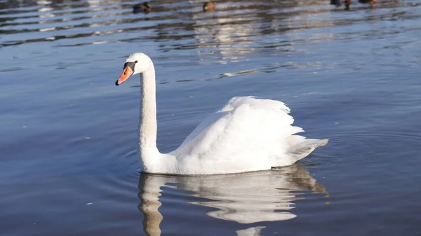 Gros Plan Cygne Blanc Nageant Dans Eau — Photo