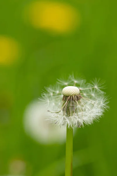 Een Knalbal Van Paardebloem Taraxacum Met Wazige Achtergrond — Stockfoto