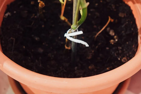 Tiro Close Uma Planta Potted Crescente Amarrada Para Estabilidade — Fotografia de Stock