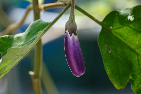 Primer Plano Berenjena Fresca Inmadura Jardín —  Fotos de Stock