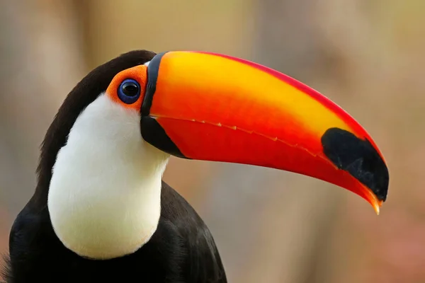 Eine Nahaufnahme Eines Exotischen Tukanes Mit Leuchtend Orangefarbenem Schnabel — Stockfoto