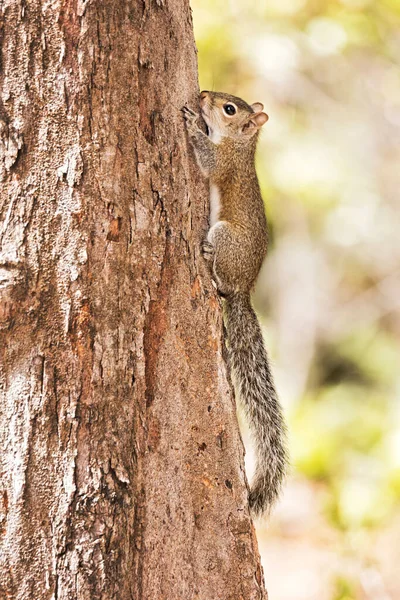 Pionowe Ujęcie Wiewiórki Pniu Drzewa Lesie — Zdjęcie stockowe