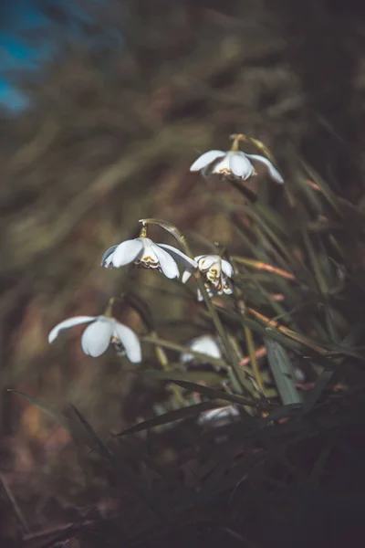 Vertikální Detailní Záběr Galanthus Nivalis Sněhové Kapky Rozmazaném Hnědém Pozadí — Stock fotografie