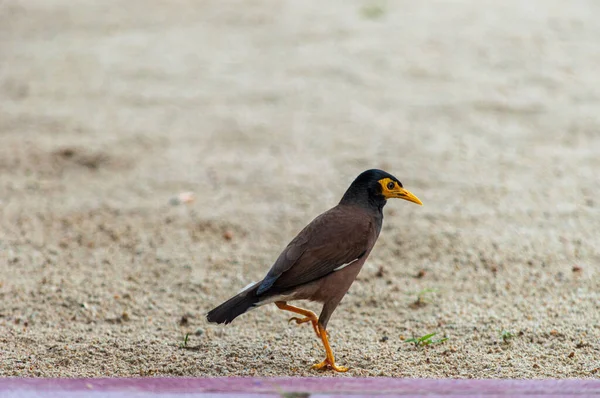 Closeup Myna Bird Walking Ground — Stock Photo, Image