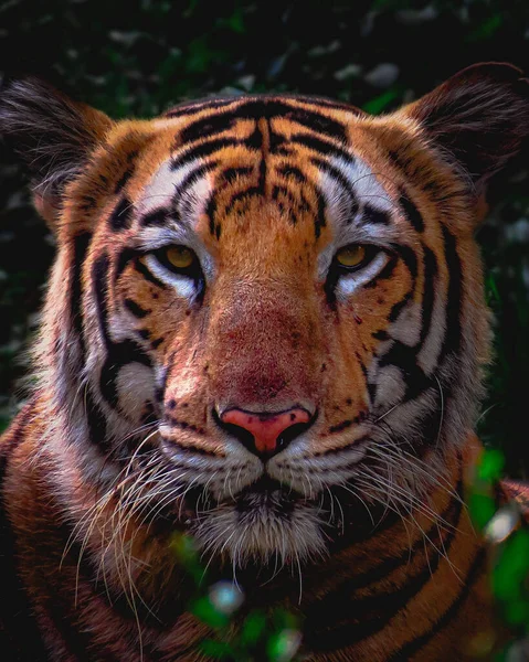 Selective Focus Shot Tiger All Its Glory — Stock Photo, Image