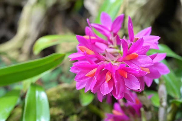 Dendrobium Hibiki Una Especie Híbrida Orquídea Epífita Compacta Con Flores —  Fotos de Stock