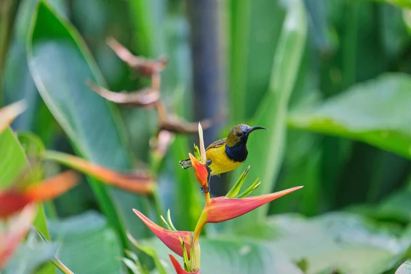 Bulanık Arka Planda Bir Bitkinin Üzerinde Oturan Bir Sunbird Yakın — Stok fotoğraf