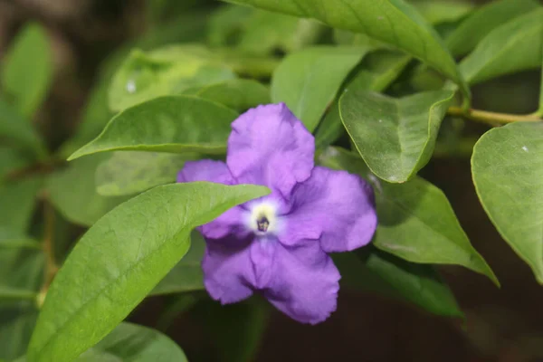 Purple Brunfelsia Latifolia Flower Green Leaves Garden — Stock Photo, Image