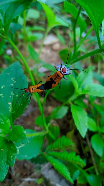背景に小さな昆虫の垂直ショット — ストック写真