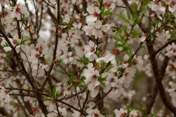 Eine Nahaufnahme Von Ästen Voller Frühlingsblumen — Stockfoto