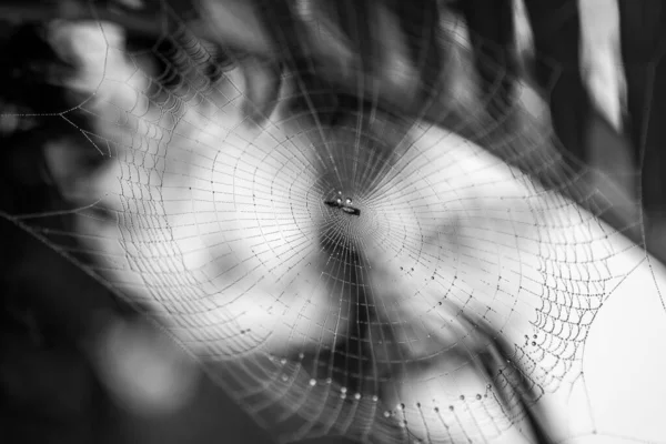 Bulanık Bir Arka Planda Ormandaki Çiğ Taneleriyle Kaplı Bir Örümcek — Stok fotoğraf