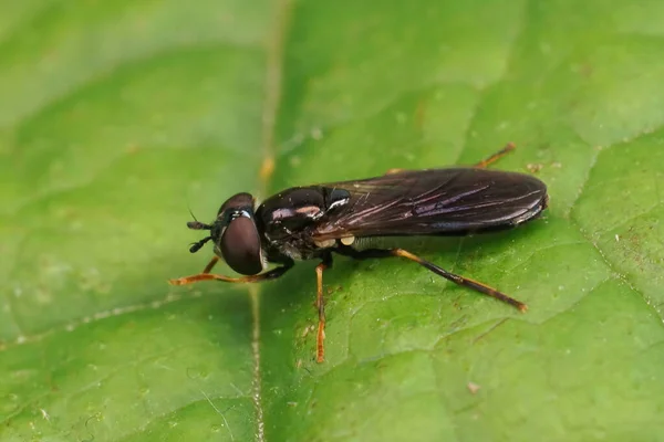 Closeup Small Dark Hoverfly Pyrophaena Rosarum Sitting Green Leaf Field — Stock Photo, Image
