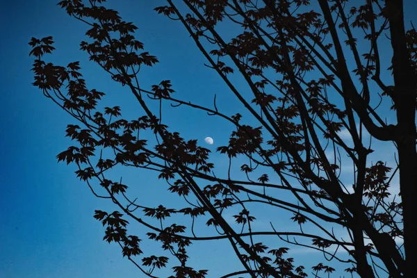 하늘에 아름다운 나무들의 실루엣 — 스톡 사진