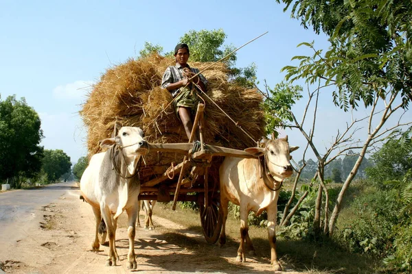 Hane Ett Jordbruk Oxvagn Den Traditionella Transport Myanmar Gatan — Stockfoto