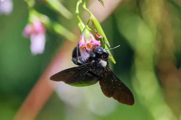 背景のぼやけた花から蜜を飲む大工蜂のマクロショット — ストック写真