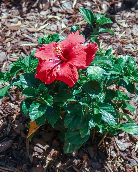 Closeup Shot Chinese Hibiscus Red Flower Green Leaves Ground Fry — Stock Photo, Image