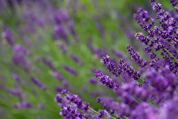 花壇の青いラベンダーの芽のクローズアップ — ストック写真