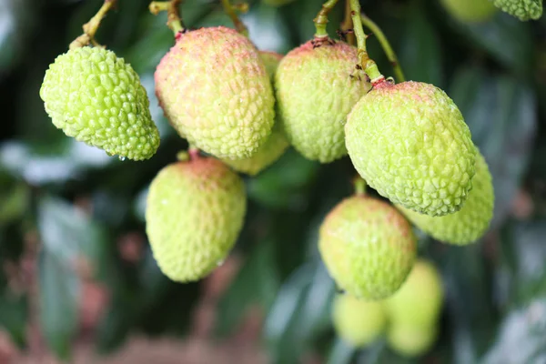 Primo Piano Gustoso Sano Gruppo Litchi Una Fattoria Raccolta Uno — Foto Stock