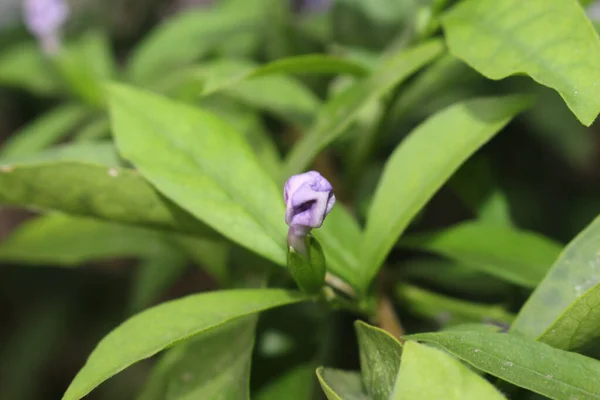 Крупним Планом Бутон Фіолетової Квітки — стокове фото