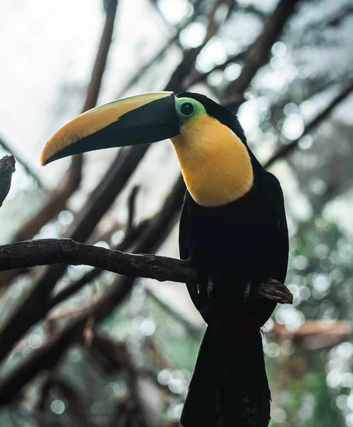 Tiro Vertical Tucano Empoleirado Galho Árvore Equador — Fotografia de Stock