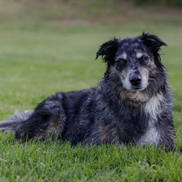 Bulanık Arka Planda Parktaki Bir Avustralya Çoban Köpeği Portresi — Stok fotoğraf