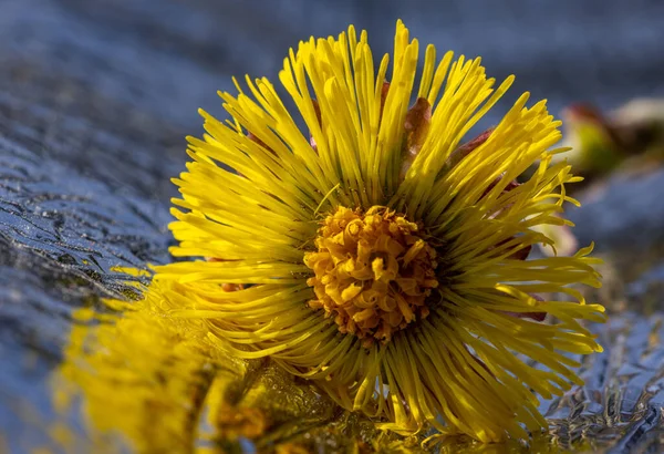 Tussilago Farfara Yakın Çekim Halk Arasında Coltsfoot Olarak Bilinir — Stok fotoğraf