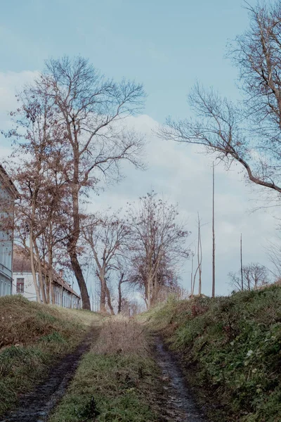 古い家の近くの緑の草や裸の木に囲まれた歩道の垂直ショット — ストック写真