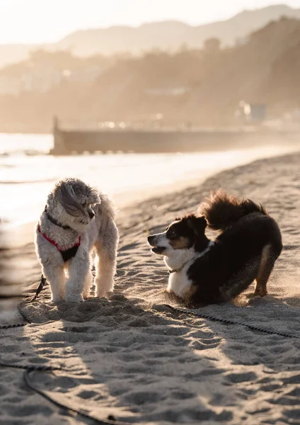 Eine Vertikale Aufnahme Von Hunden Die Sommer Bei Sonnenuntergang Strand — Stockfoto