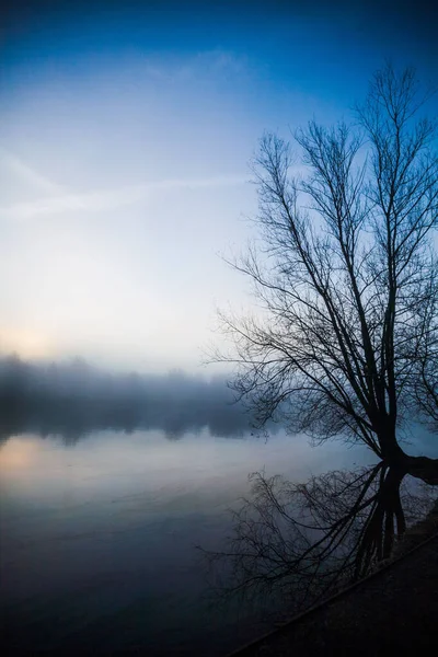 Sisli Bir Günde Nehirde Yansıyan Çıplak Bir Ağacın Dikey Görüntüsü — Stok fotoğraf