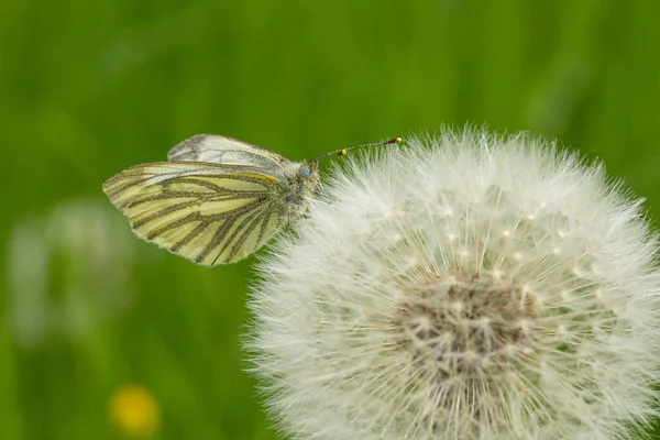 Green Veined White Butterfly Pieris Napi Blowball Taraxacum Blurry Background — Stock Photo, Image