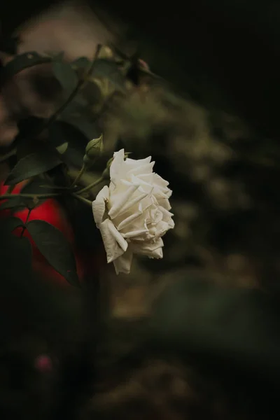 庭で白いバラの選択的なフォーカスショット — ストック写真