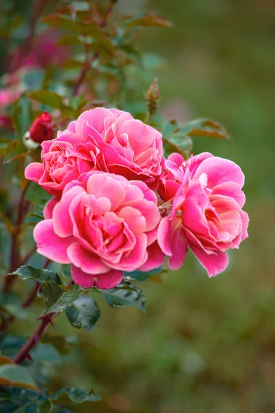 Селективный Фокус Розовых Роз Парке — стоковое фото