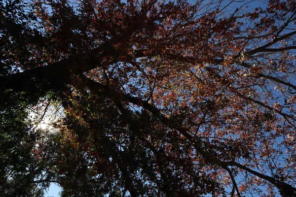 阳光下一棵倒下的树的轮廓 — 图库照片