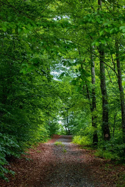 Camino Tierra Través Bosque Verde Caducifolio Salvaje Selva — Foto de Stock