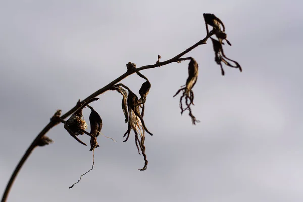 Closeup Branch Dry Leaves Gray Sky Background — Stock Photo, Image