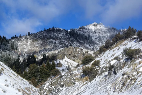 Una Vista Panorámica Montaña Nevada Cubierta Pinos Invierno Día Soleado —  Fotos de Stock