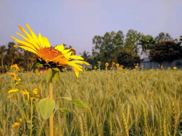 Eine Sonnenblume Auf Einem Feld Einem Sonnigen Morgen — Stockfoto