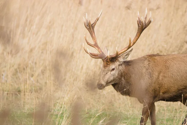 Close Veado Solitário Campo Seco — Fotografia de Stock