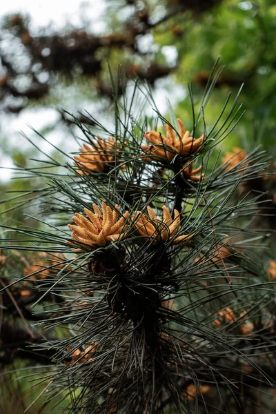 背景がぼやけている若い松の芽の垂直ショット — ストック写真
